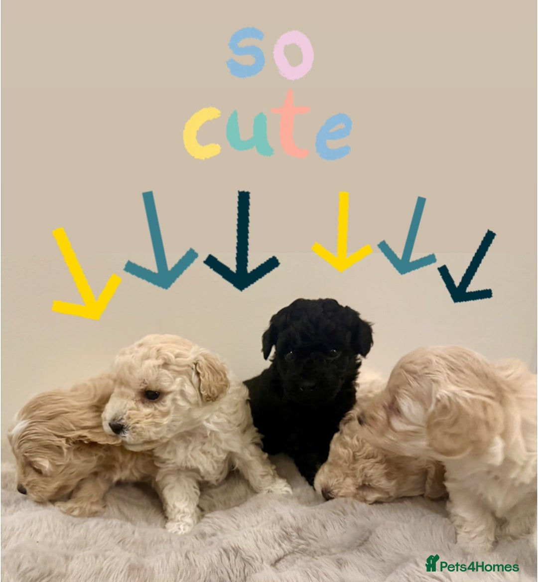 Maltipoo dogs for sale: Adorable F1B Merle** Maltipoo Puppies for sale - Image 1