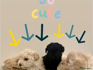 Maltipoo dogs - Advert 6