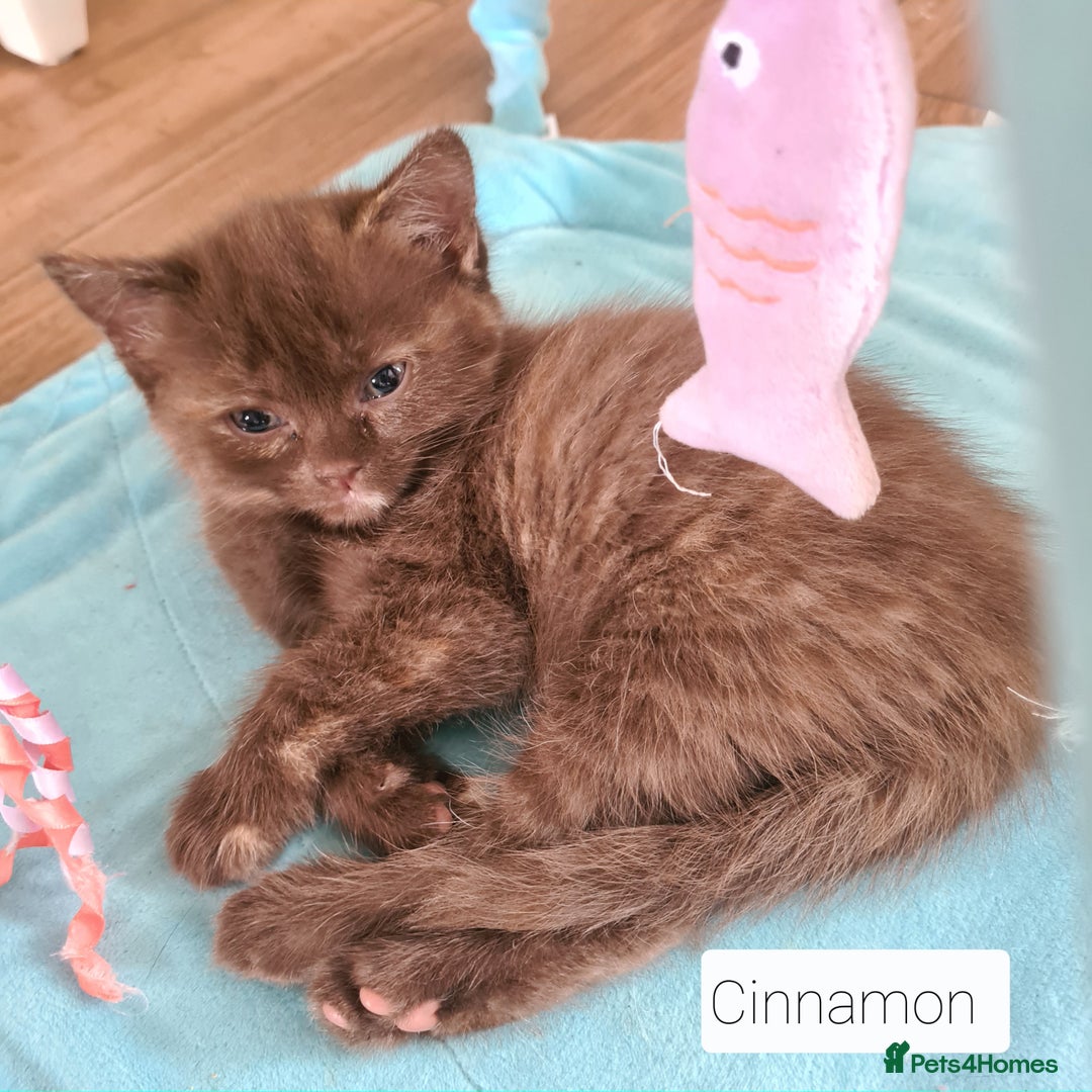 British Shorthair cats for sale: Beautiful British shorthair kittens - Image 6