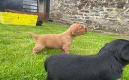 Cocker Spaniel dogs for sale: Kc reg working cocker spaniel pups - Image 8