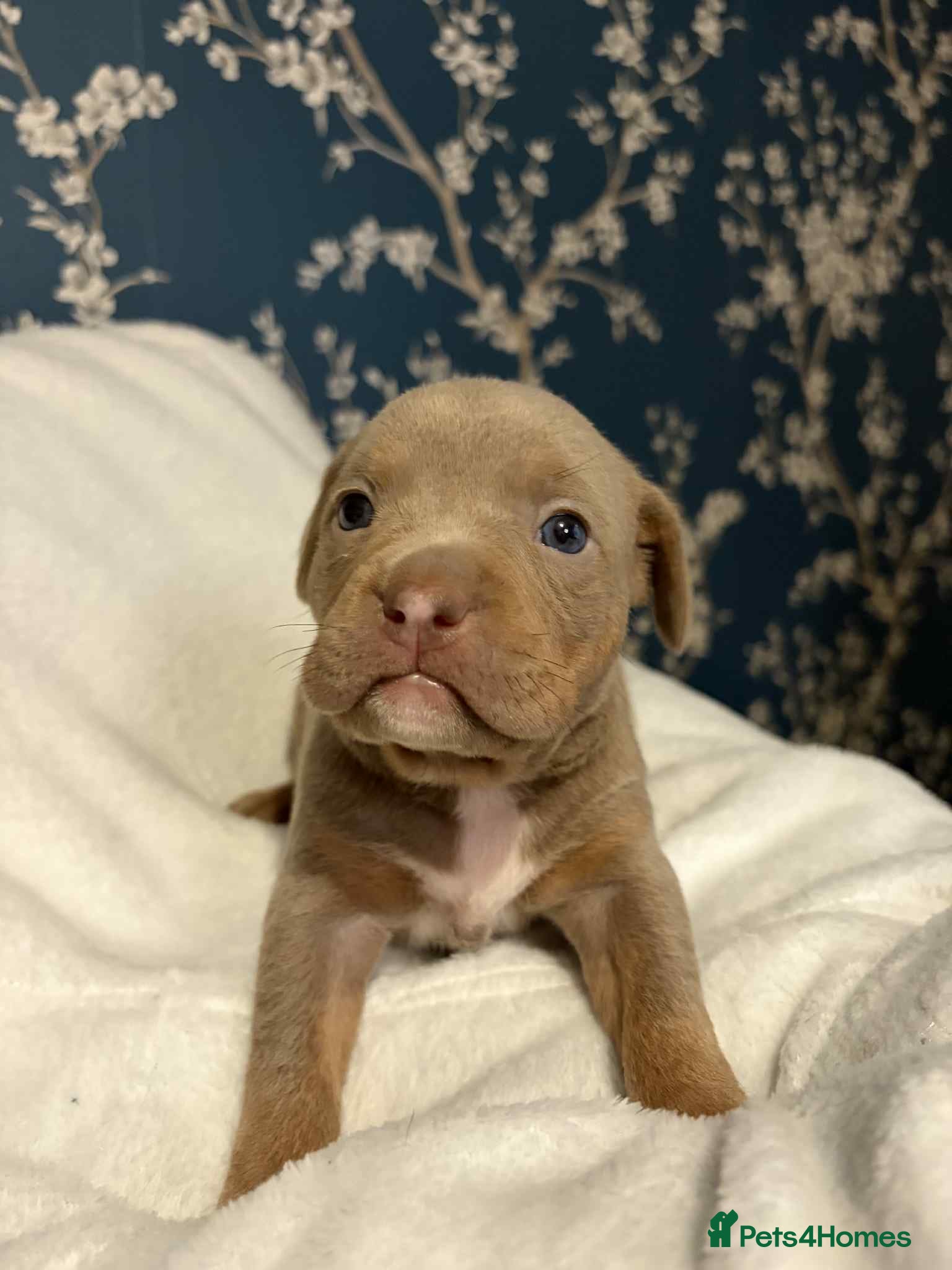 American Bully dogs Pocket bully - Advert 2