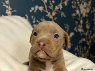 American Bully dogs Pocket bully - Advert 1