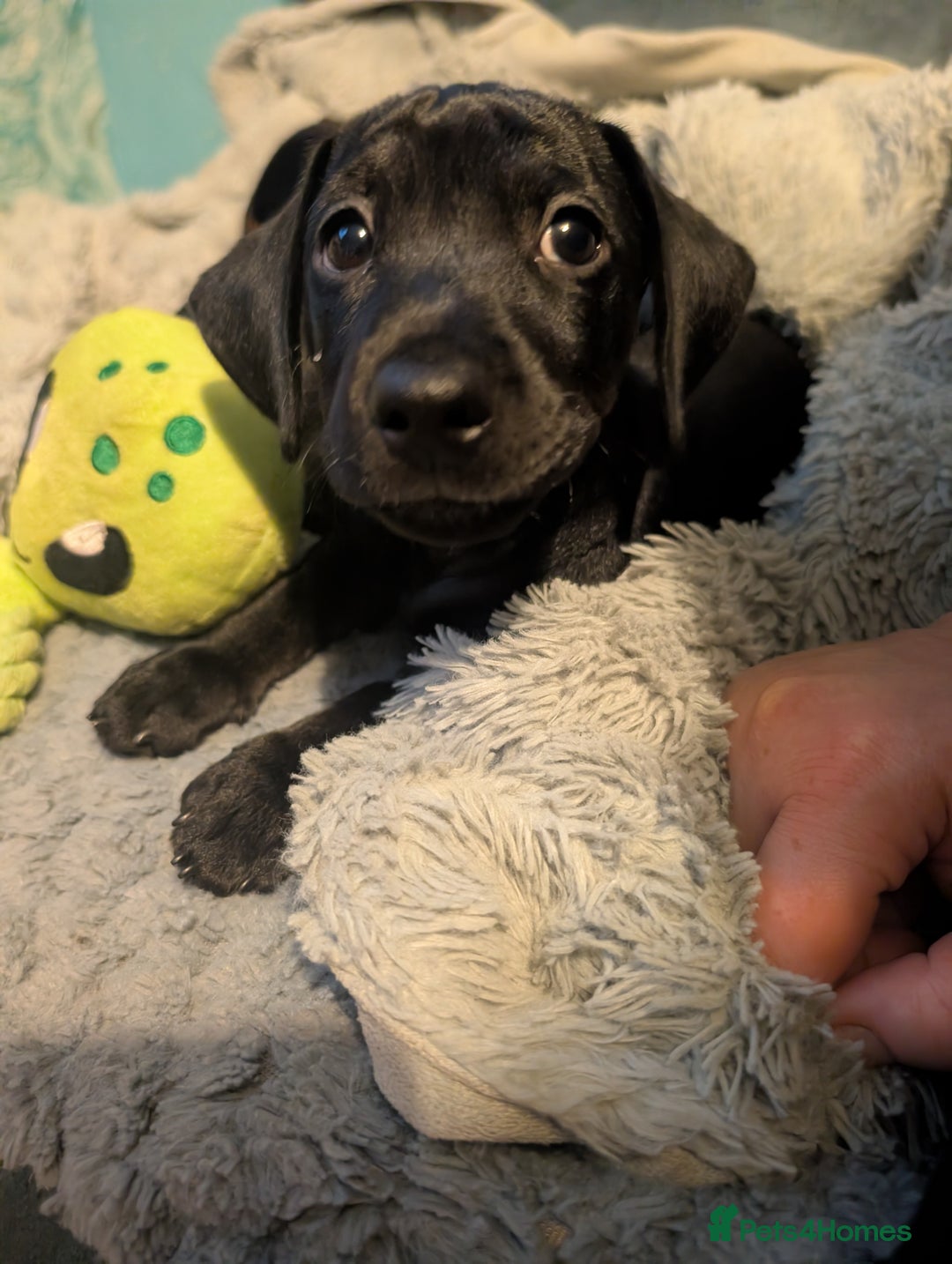 Mixed Breed dogs for sale: Doxie-Dales ready now - Image 35
