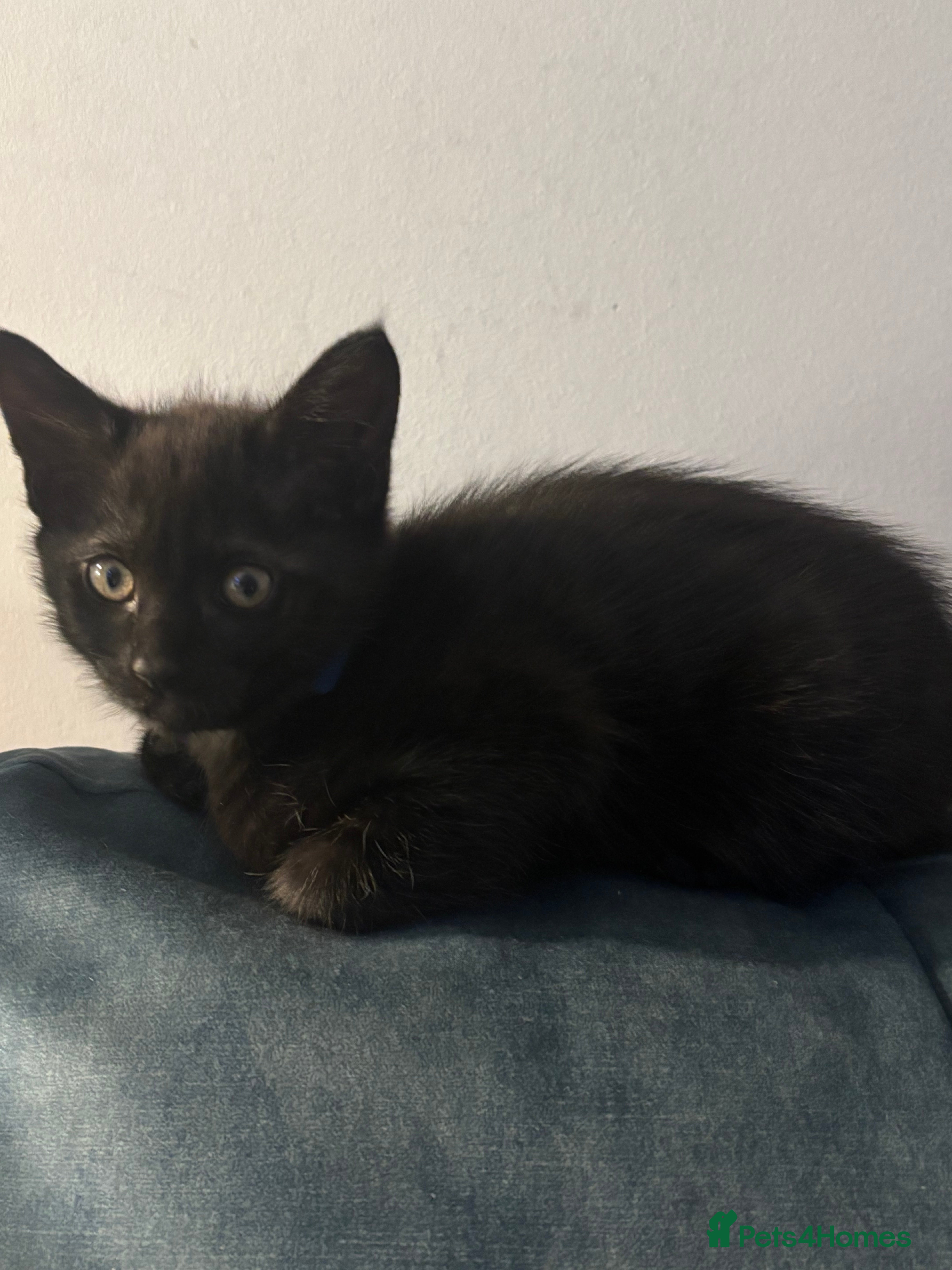 Mixed Breed cats 3 Gorgeous black kittens, 1 boy Left - Advert 3