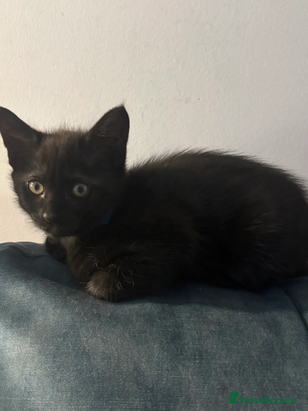 Mixed Breed cats for sale: 3 Gorgeous black kittens, 1 boy Left - Advert 1
