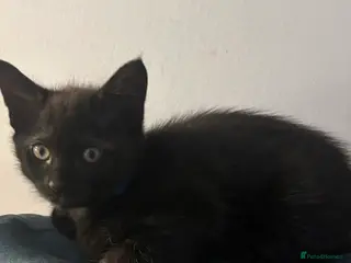 Mixed Breed cats 3 Gorgeous black kittens, 1 boy Left - Advert 3