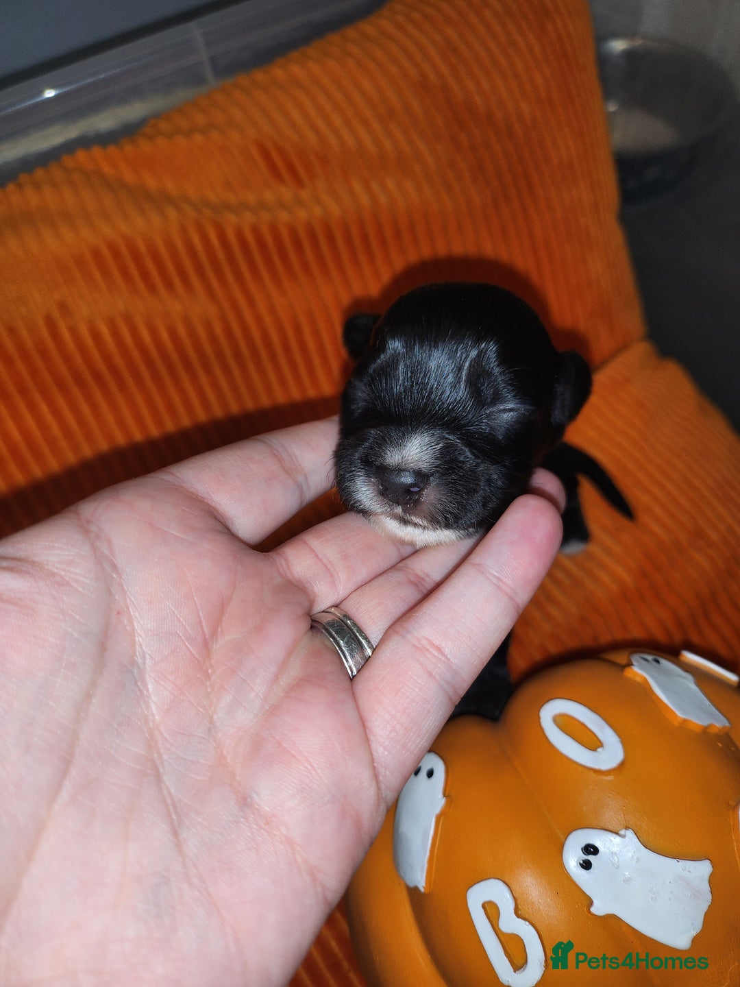 Cocker Spaniel dogs for sale: Cocker Spaniel Puppies (Leave December 1st🎄🐕💖) - Image 20