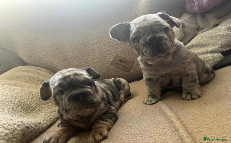 French Bulldog dogs - Advert 4