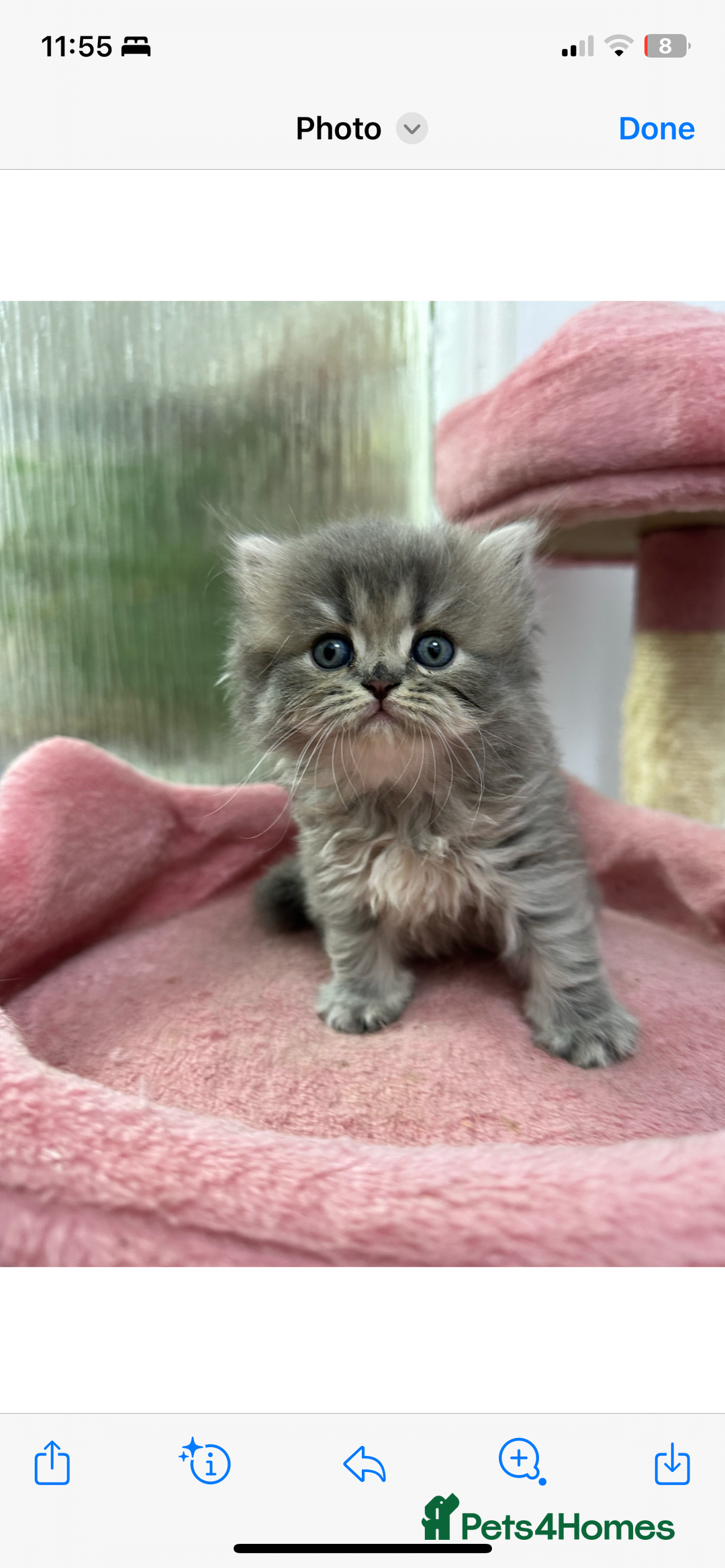 Scottish Fold cats for sale: Lovely kitten Highland delivery only Scotland Xx - Image 7