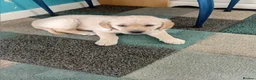 Labrador Retriever dogs for sale: Golden Lab Puppies in Carmarthen - Advert 4