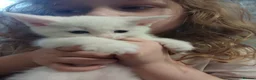 Mixed Breed cats for sale: White kittens  in Ipswich - Advert 9