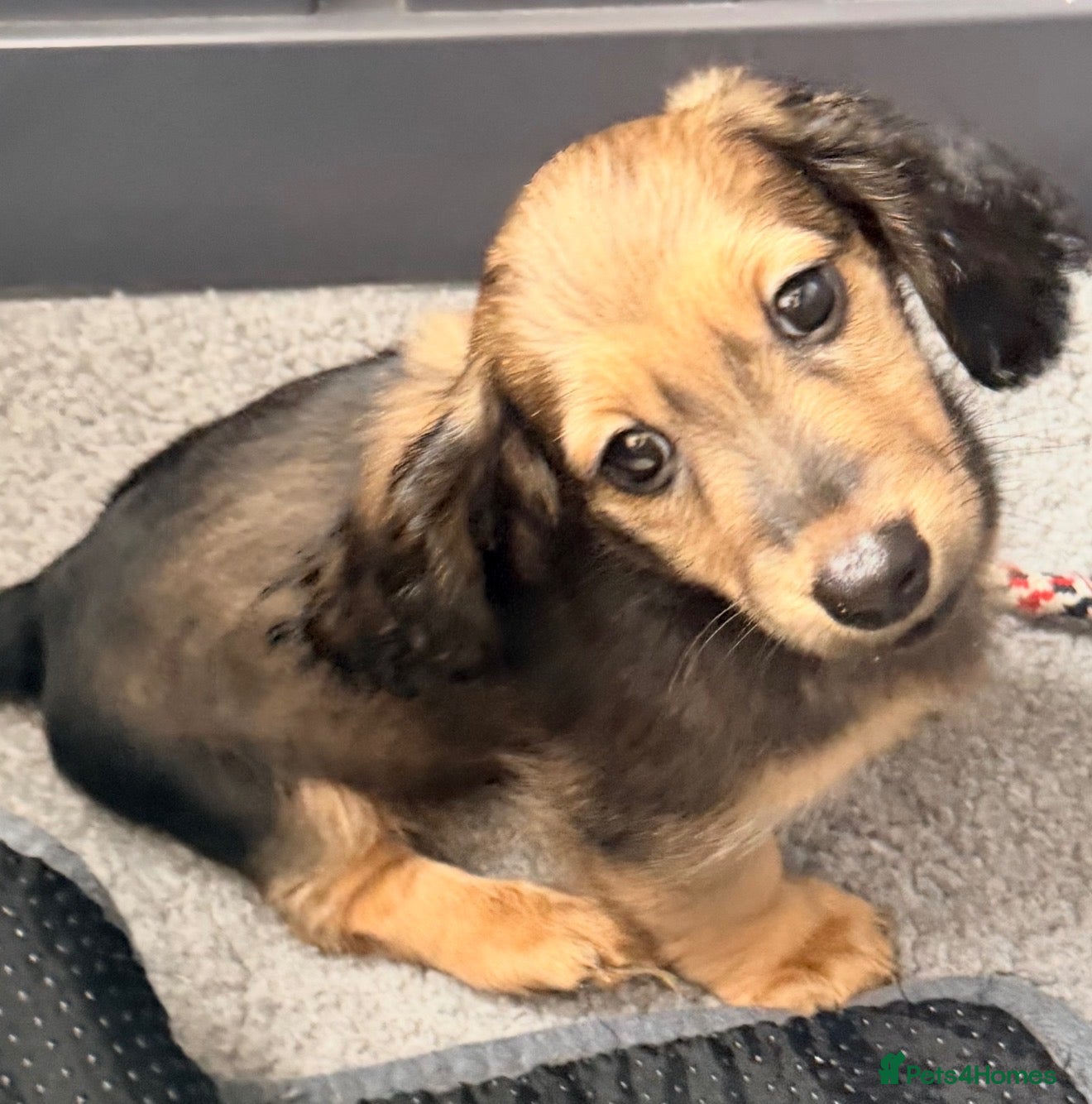 Miniature Dachshund dogs Shaded cream long hair amazing dachshunds puppies - Advert 3