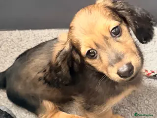 Miniature Dachshund dogs Shaded cream long hair amazing dachshunds puppies - Advert 3