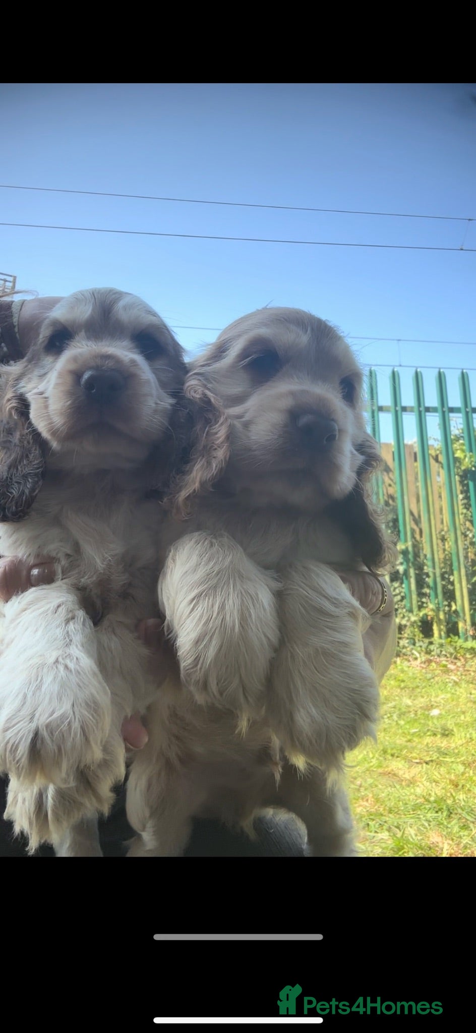 Cocker Spaniel dogs KC Registered Sable Show cocker spaniels  - Advert 1