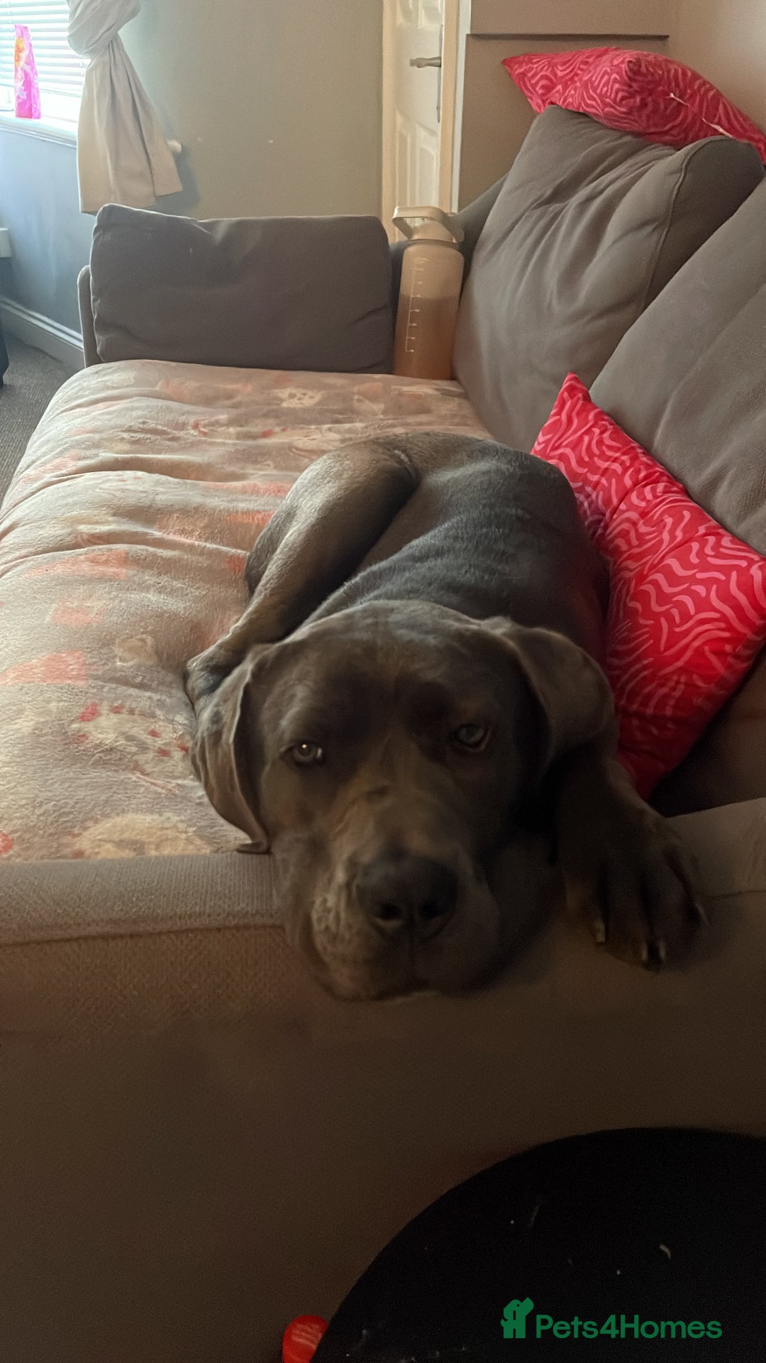 Cane Corso dogs for sale: Dior 11 month old Cane Corso  - Image 2