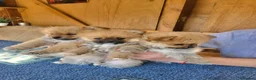 Pomeranian dogs for sale: Pomeranian Puppies in Hayes - Advert 6