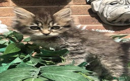Maine Coon cats for sale: Maine coone kittens - Image 13