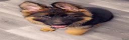 German Shepherd dogs for sale: German Shepard puppies for sales  - Advert 8