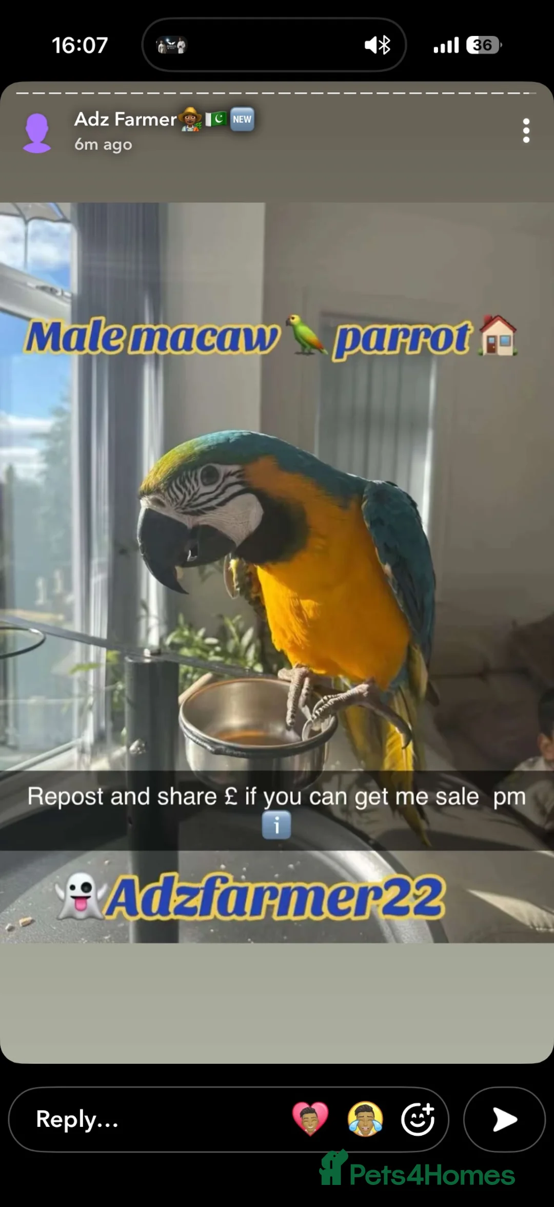 Macaws birds for sale: Macaw in Bradford - Advert 2