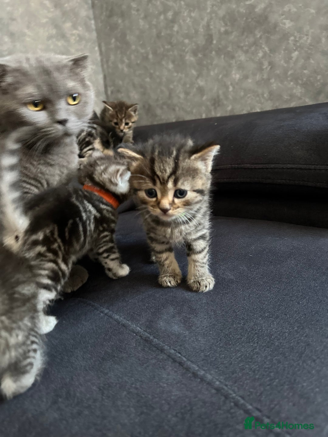 Scottish Fold cats for sale: Scottish fold/straight - Image 20