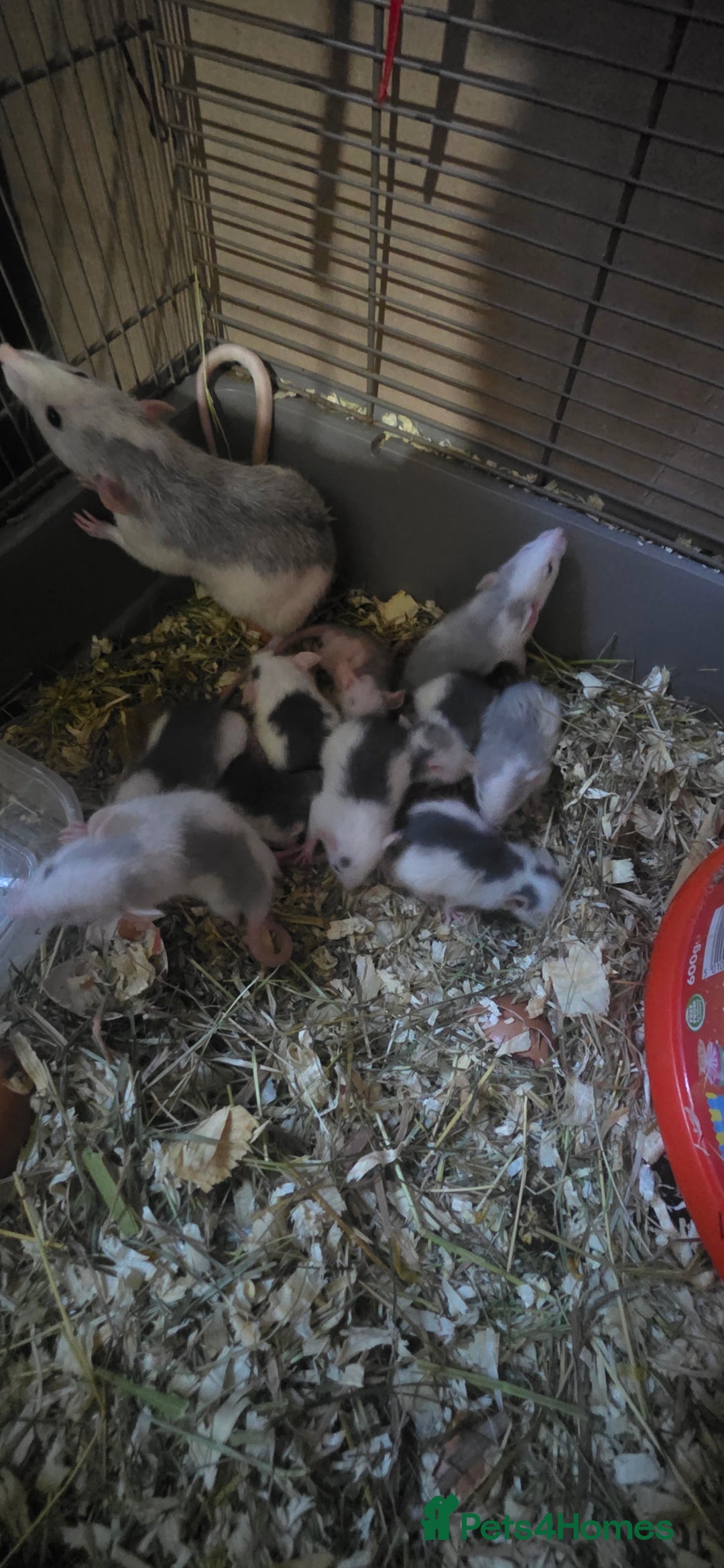 Rat rodents for sale: Fancy Rats,mice  - Advert 6