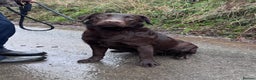 Labrador Retriever dogs for sale: KC Registered Chocolate Labrador Bitch - Advert 4