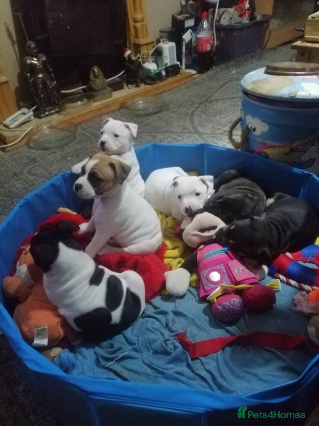 Staffordshire Bull Terrier dogs for sale: Beautiful  Staffordshire Bull Terrier puppies - Advert 7