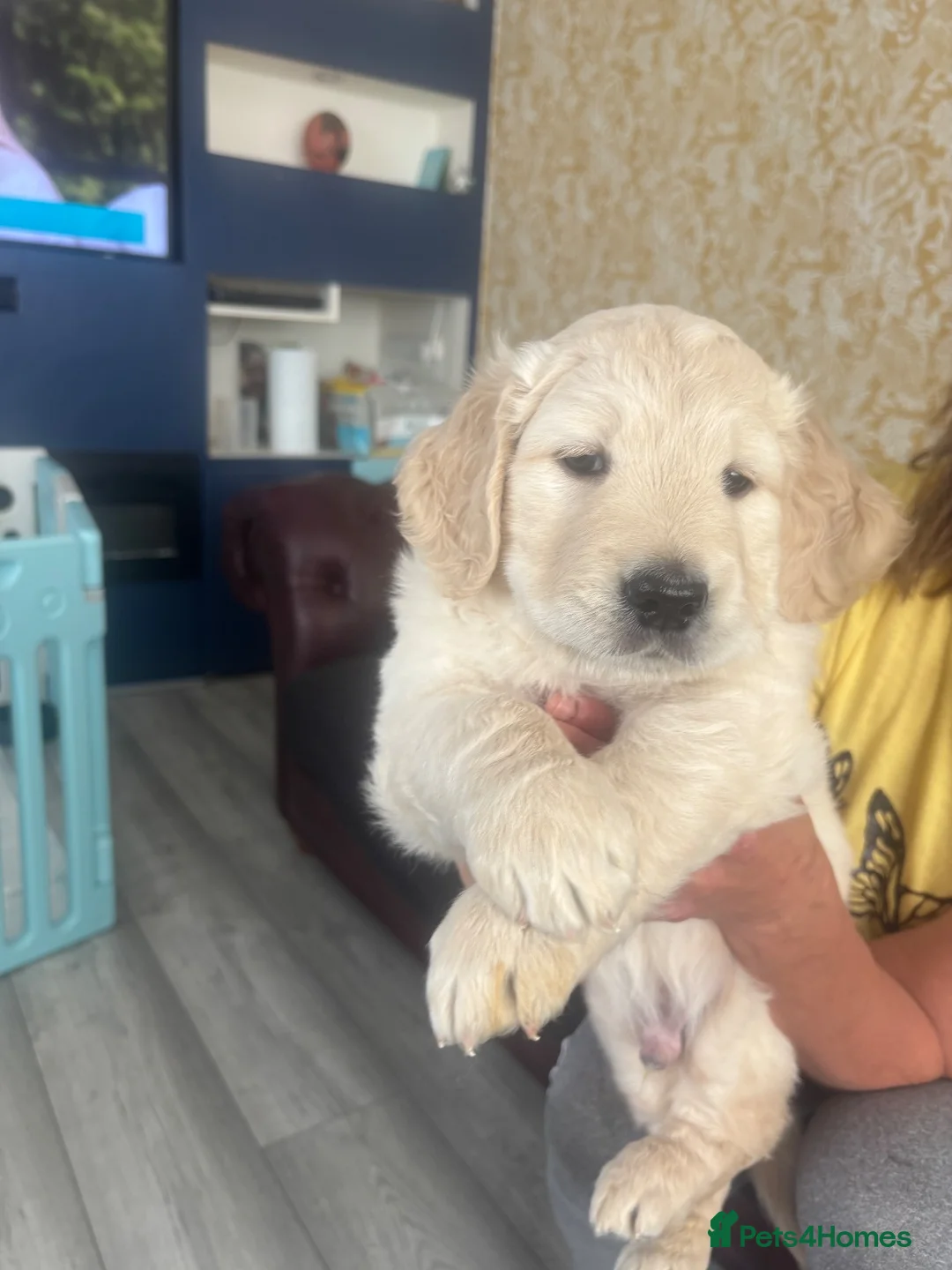 Golden Retriever dogs for sale: KC registered golden retriever puppies - Advert 1