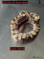 Python Snake reptiles Baby Ball Python's - Advert 11