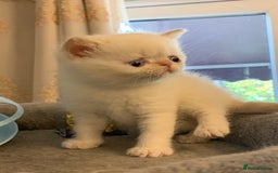 Persian cats for sale: Exotic persians  - Image 3