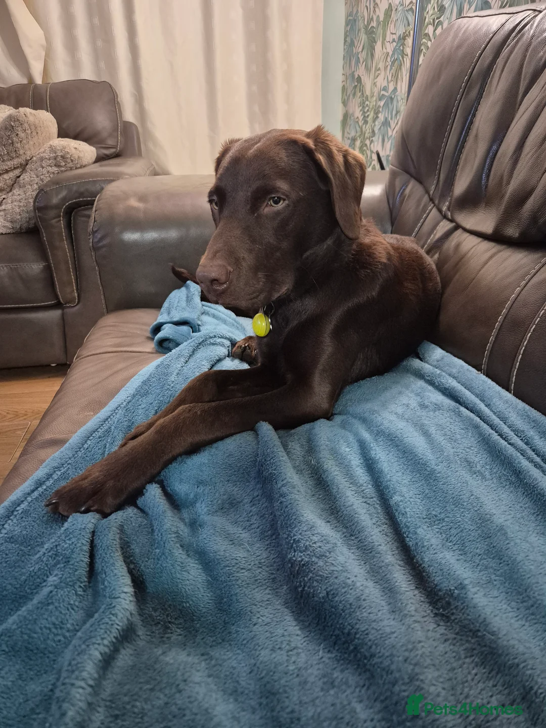 Labrador Retriever dogs for stud: Chocolate labrador for stud  in Loughborough - Advert 3