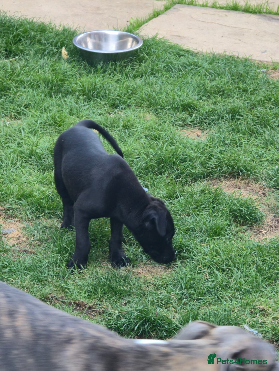Mixed Breed dogs for sale:  Whippet × Patterdale Dog Pups - Image 25
