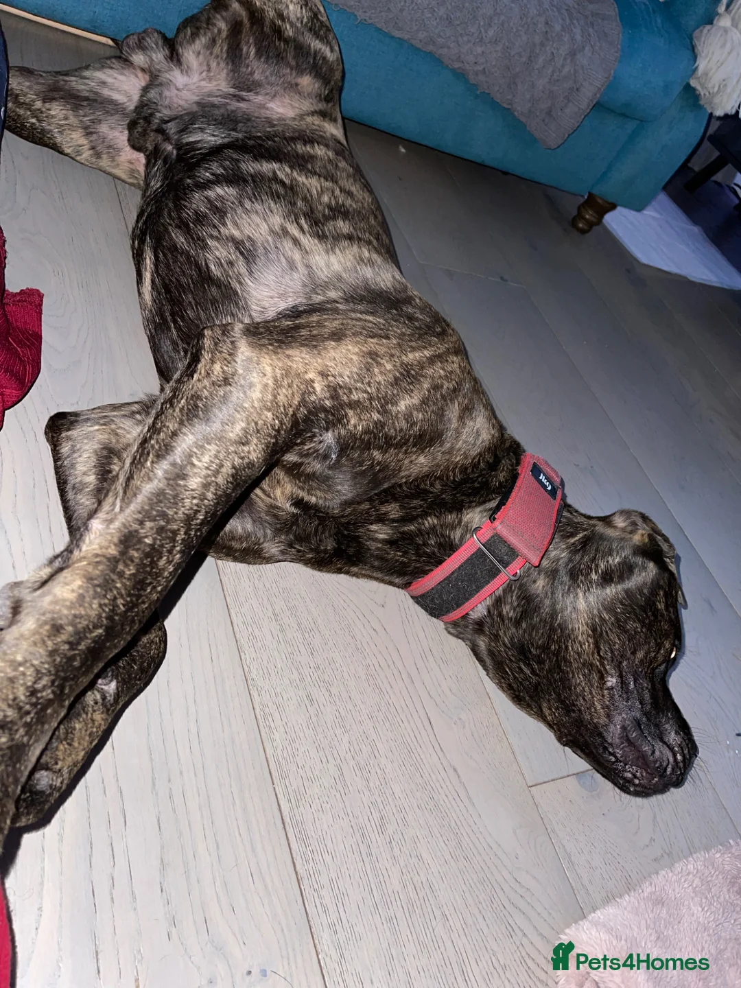 Cane Corso dogs for sale: Loving Cane Corso  in London - Advert 5