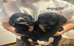 Cockapoo dogs for sale: Super cute spaniel x miniature poodle - Image 13