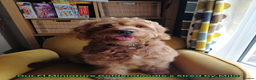 Goldendoodle dogs for sale: F1 Miniature Goldendoodle's 100% DNA Health-Tested - Advert 12
