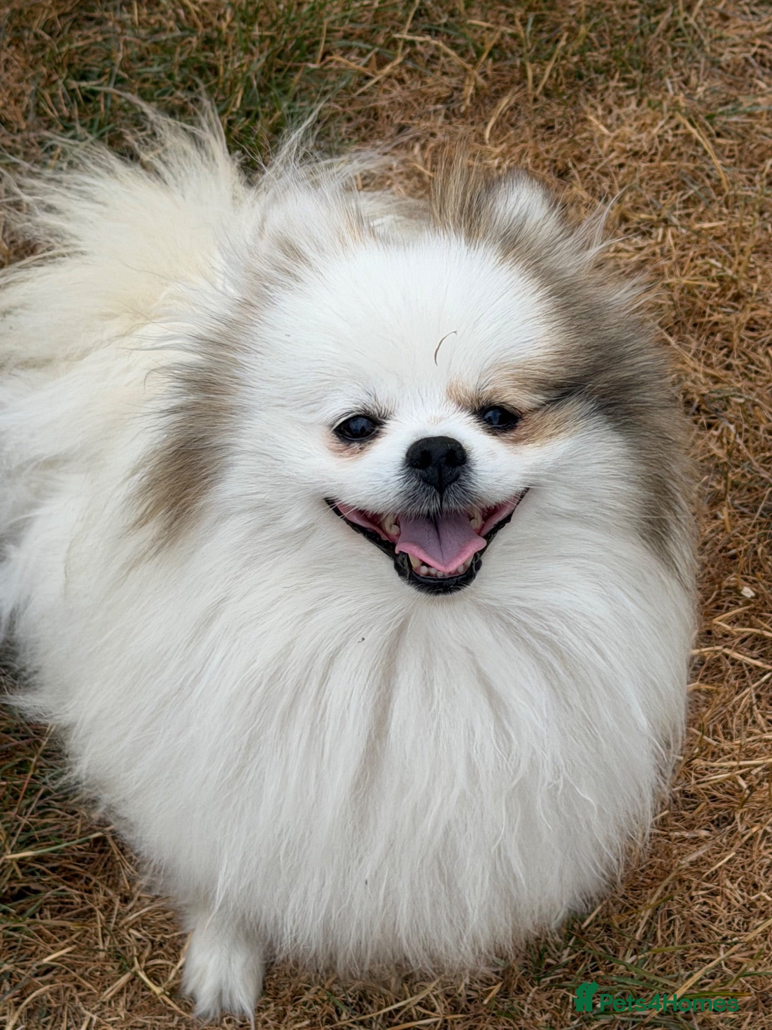 Pomeranian dogs Cute puppies  - Advert 2