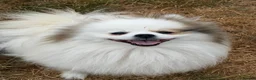 Pomeranian dogs for sale: Cute puppies  - Advert 2