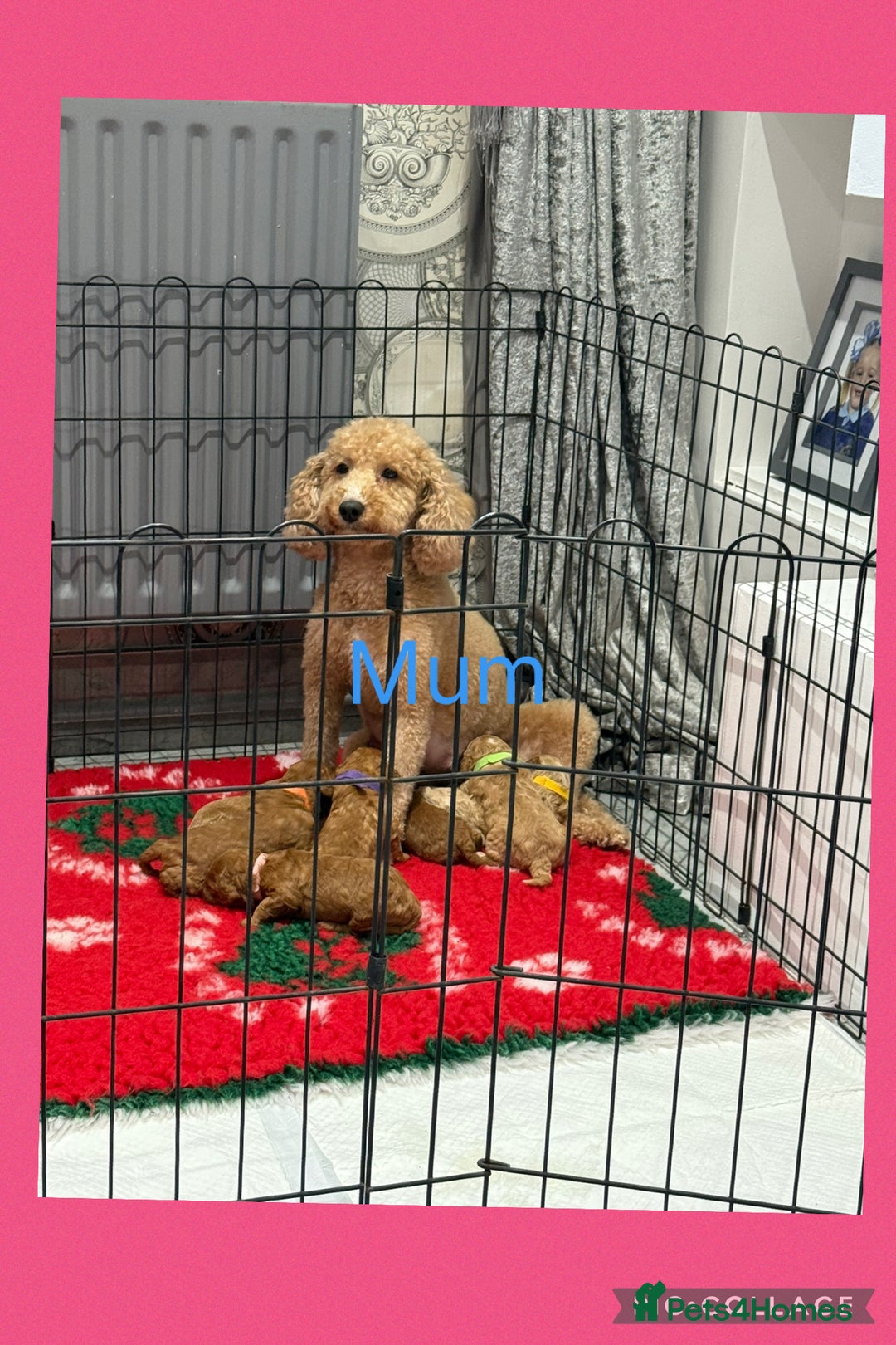 Cavapoo dogs for sale: 8 x cavapoo F1B puppies ready to leave  - Advert 6