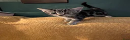 British Shorthair cats for sale: READY NOW 🩵🩷 - Advert 18