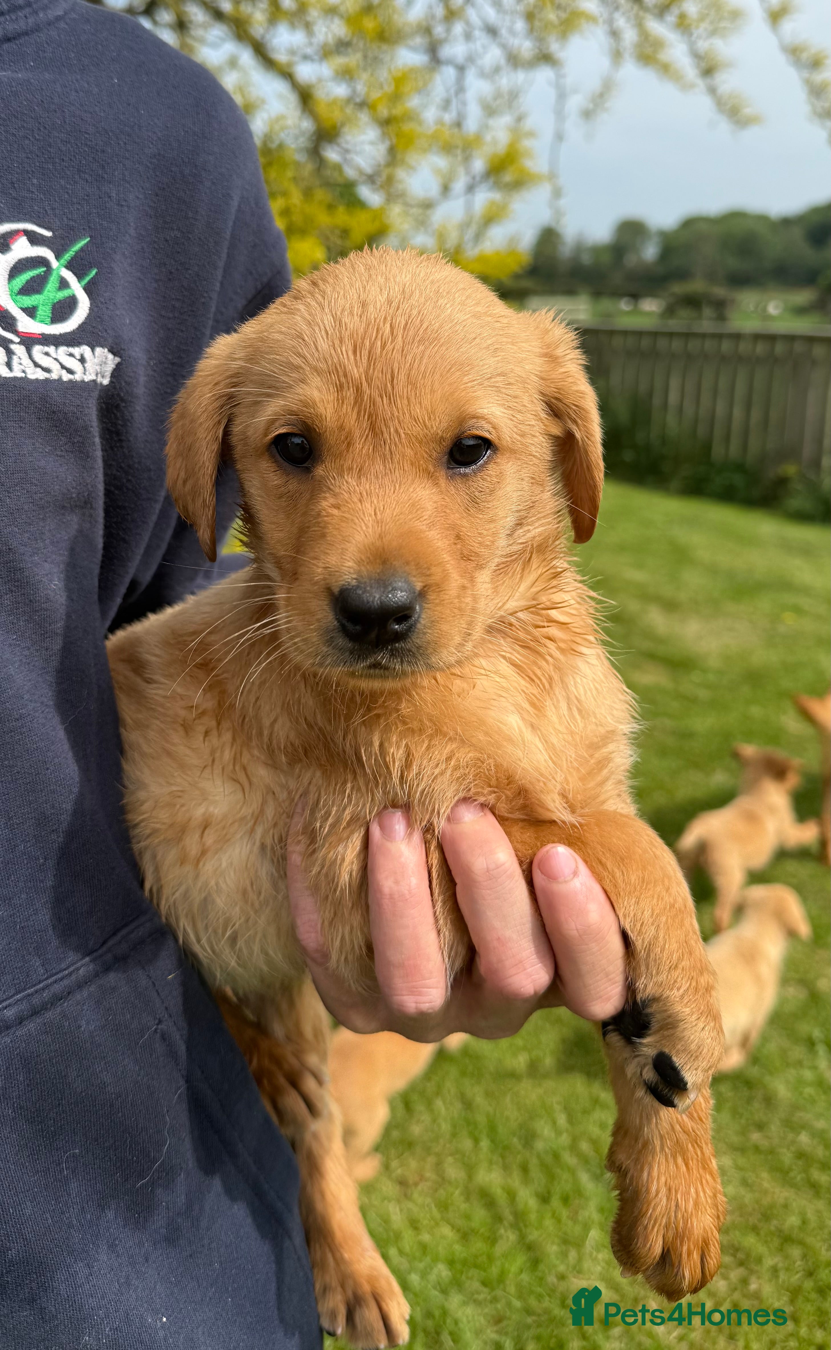 Labrador Retriever dogs 🧡Fabulous KC Fox Red Puppies.🧡 - Advert 2