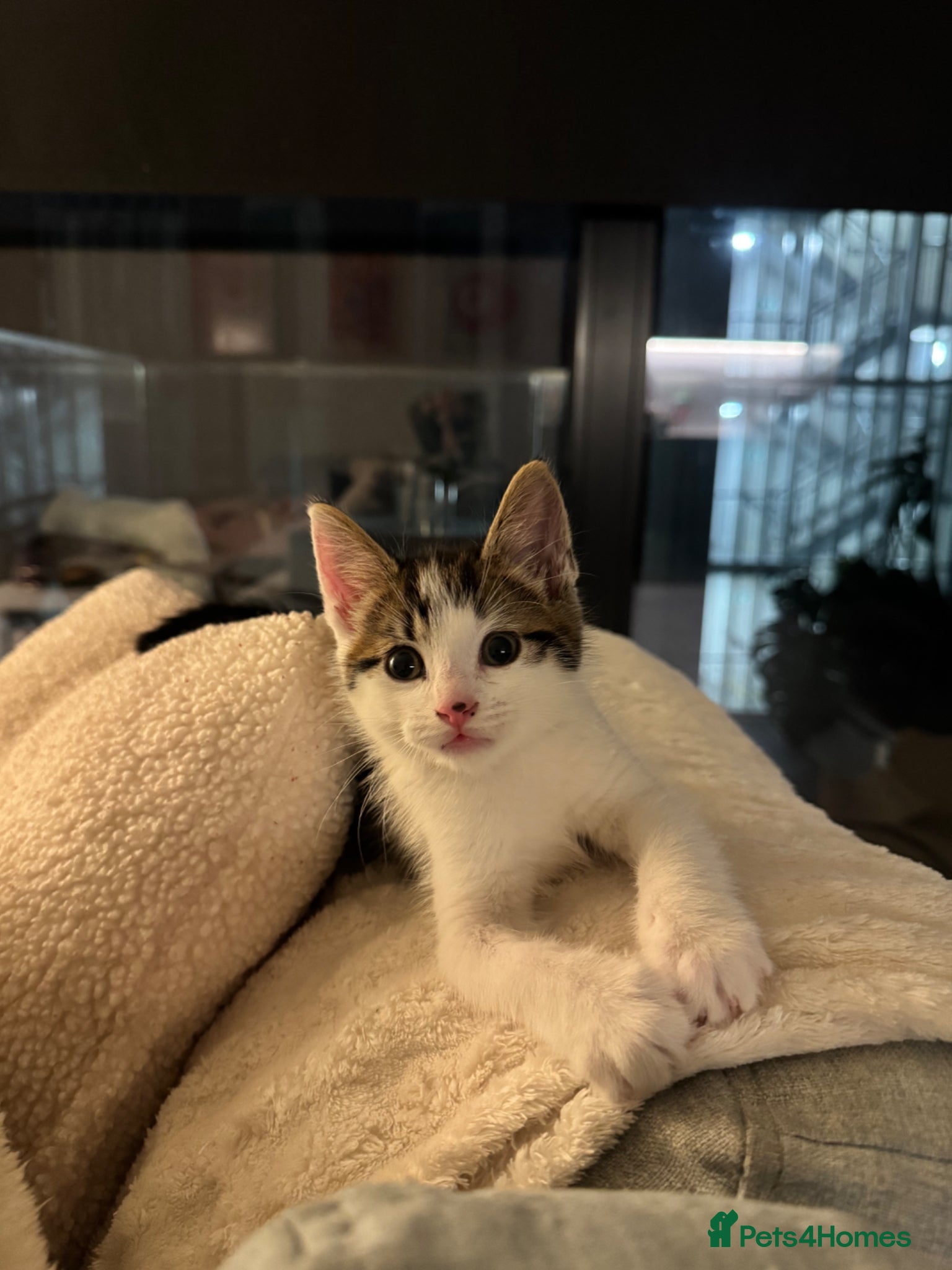 Mixed Breed cats Last of the litter  - Advert 4