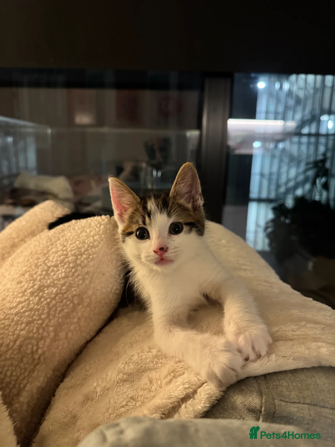 Mixed Breed cats for sale: Last of the litter  - Advert 1