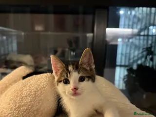 Mixed Breed cats Last of the litter - Advert 4