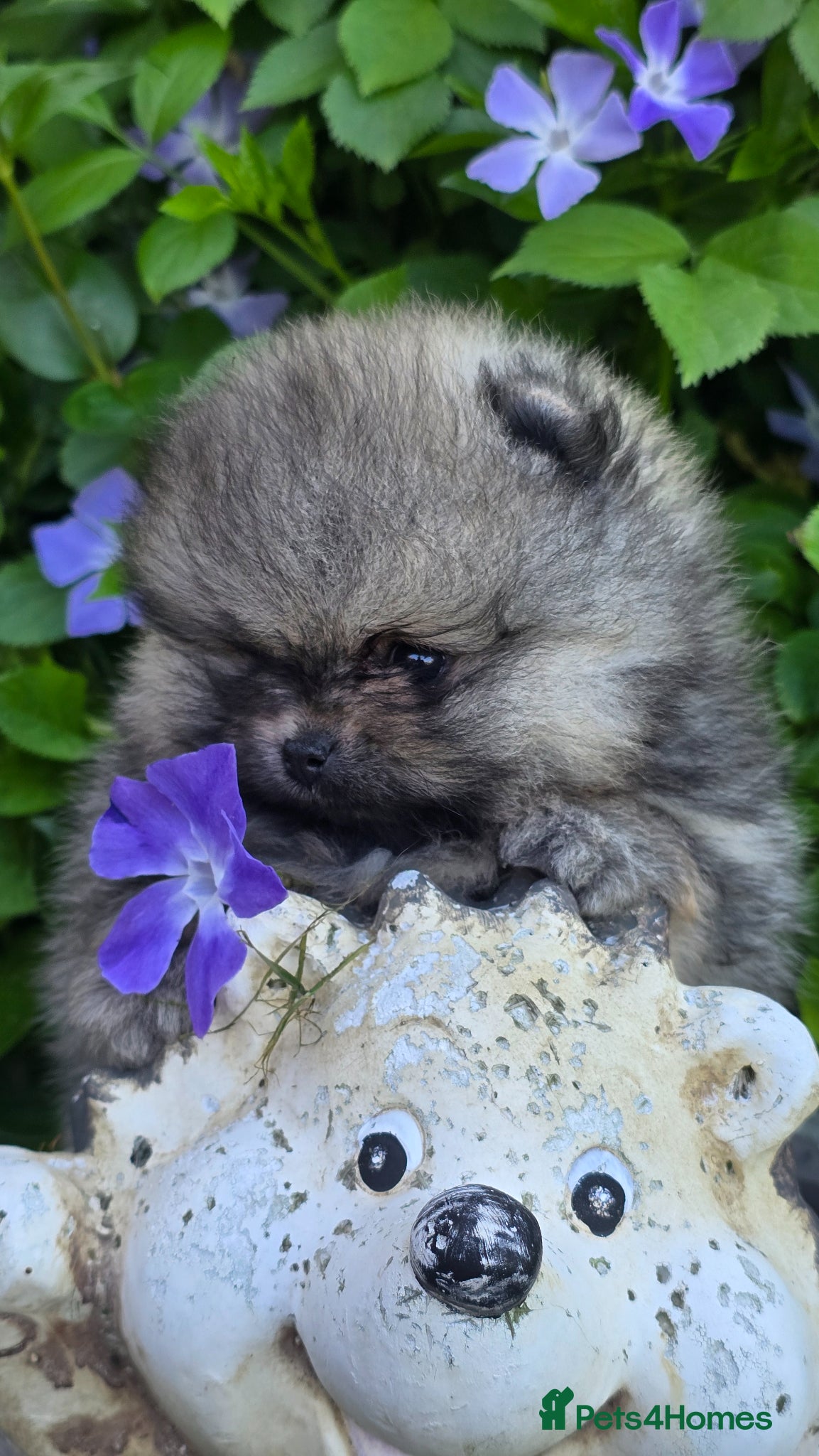 Pomeranian dogs *Beautiful pedegree pomeranian pups* - Advert 13