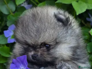 Pomeranian dogs *Beautiful pedegree pomeranian pups* - Advert 13