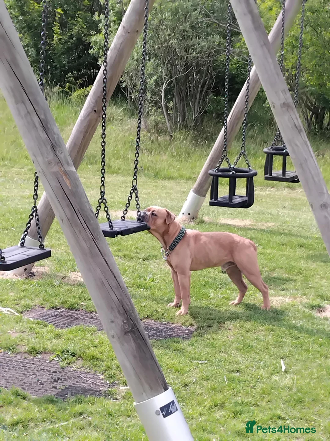 Old Tyme Bulldog dogs for sale: Old English Tyne bulldog  in Nuneaton - Advert 7