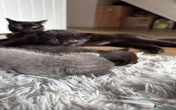 British Shorthair cats for sale: 3 british short hair kitty’s for sale  - Image 8