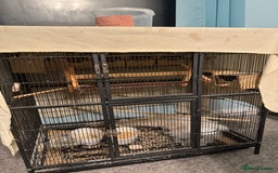 Finches birds for sale: I have 15 zebra finches for sale large cage  - Image 1