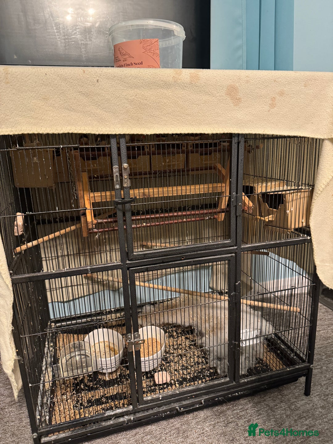 Finches birds for sale: I have 15 zebra finches for sale large cage  - Image 1