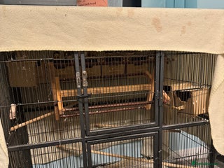 Finches birds - Advert 35